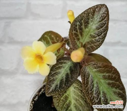 以康乃馨代表放弃的爱 挥手告别,花开放逐渐消逝