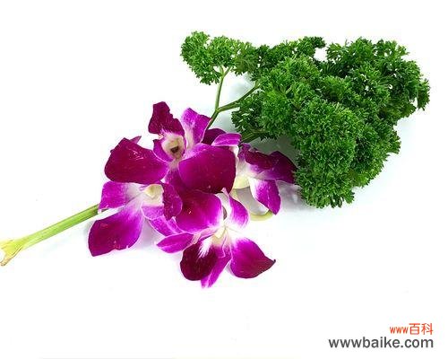 散发着爱与勇气的花语 用百合花代表放弃感情——一朵花的坚强与释然