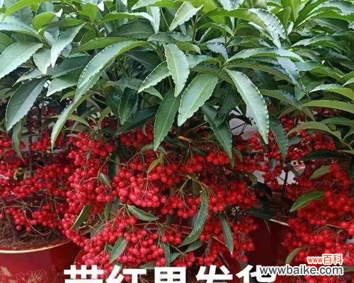 花开财富 富贵之花