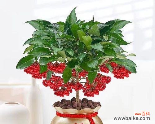 花开财富 富贵之花