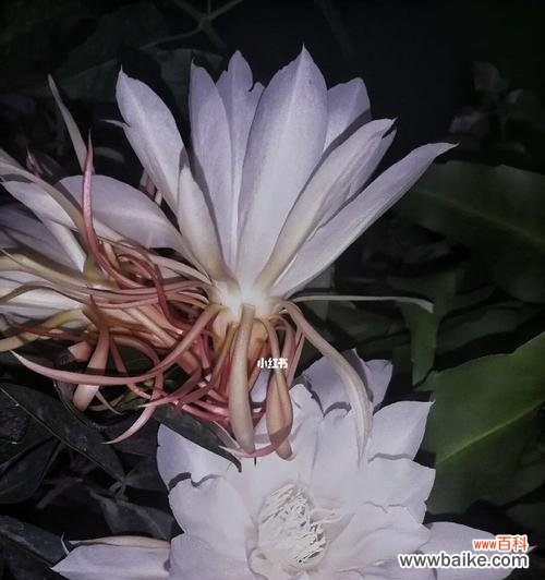 探寻昙花的花语和象征意义 昙花
