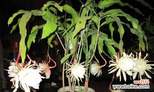 探寻昙花的花语和象征意义 昙花