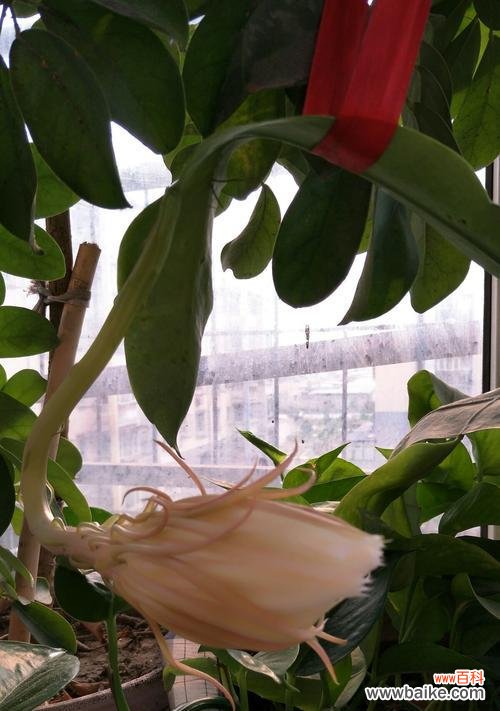 探寻昙花的花语和象征意义 昙花