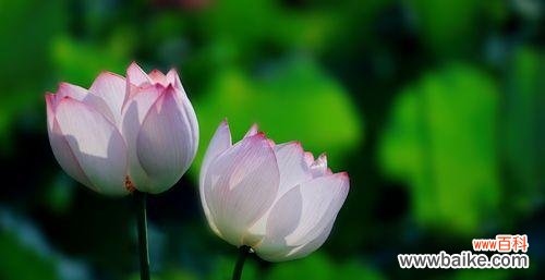 纯洁无暇 白色莲花的花语和象征意义