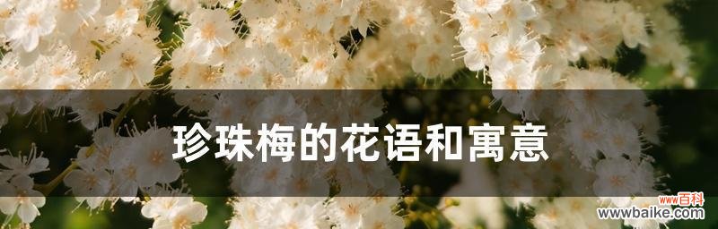 寒冬中的希望与坚韧 白梅花的花语和美丽传说
