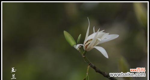 揭开白兰花的神秘面纱 白兰花的花语及其意义