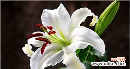 百合花的深刻内涵与文化价值 百合花的花语与象征意义