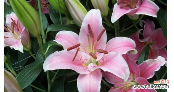 百合花的深刻内涵与文化价值 百合花的花语与象征意义