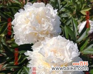 传承千年的花朵之谜与美丽传说 白芍花的花语和传说