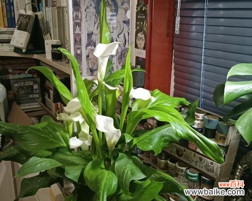 探寻白色马蹄莲的象征之美 白色马蹄莲的花语与寓意