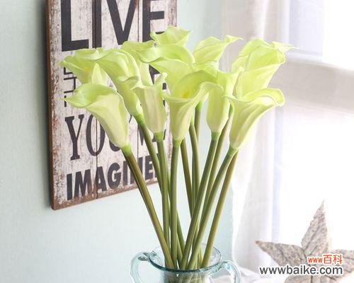 探寻白色马蹄莲的象征之美 白色马蹄莲的花语与寓意