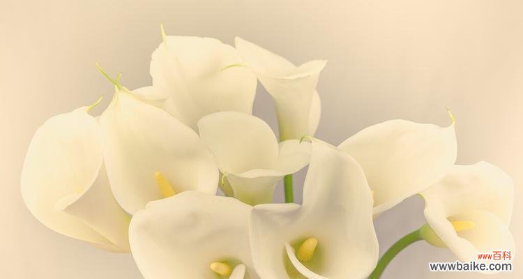 探寻白色马蹄莲的象征之美 白色马蹄莲的花语与寓意