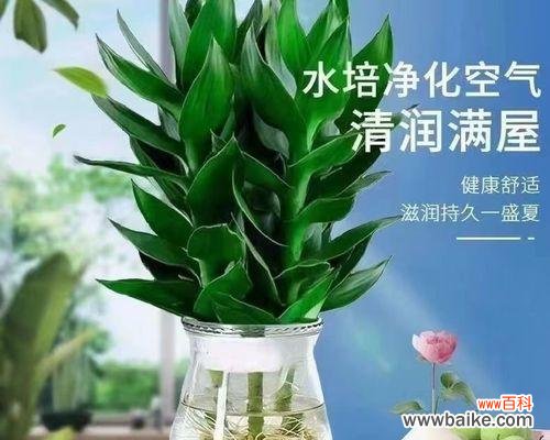 传递吉祥与繁荣 搬家送富贵竹,寓意幸福美满