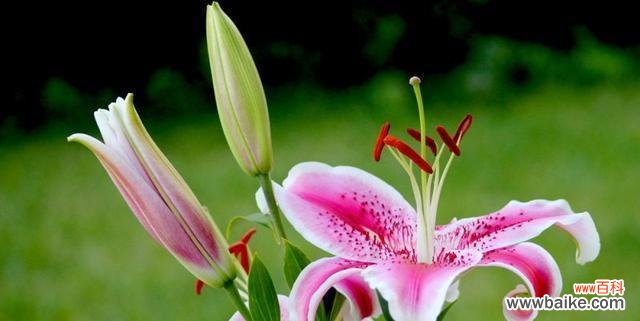 揭示百合花的文化符号与美学内涵 百合花的象征意义——纯洁与爱的化身