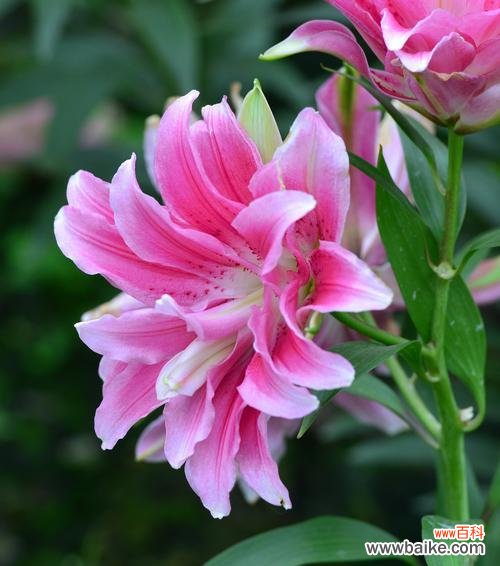 揭示百合花的文化符号与美学内涵 百合花的象征意义——纯洁与爱的化身