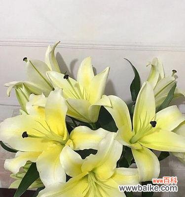 传递友谊的花朵 百合花