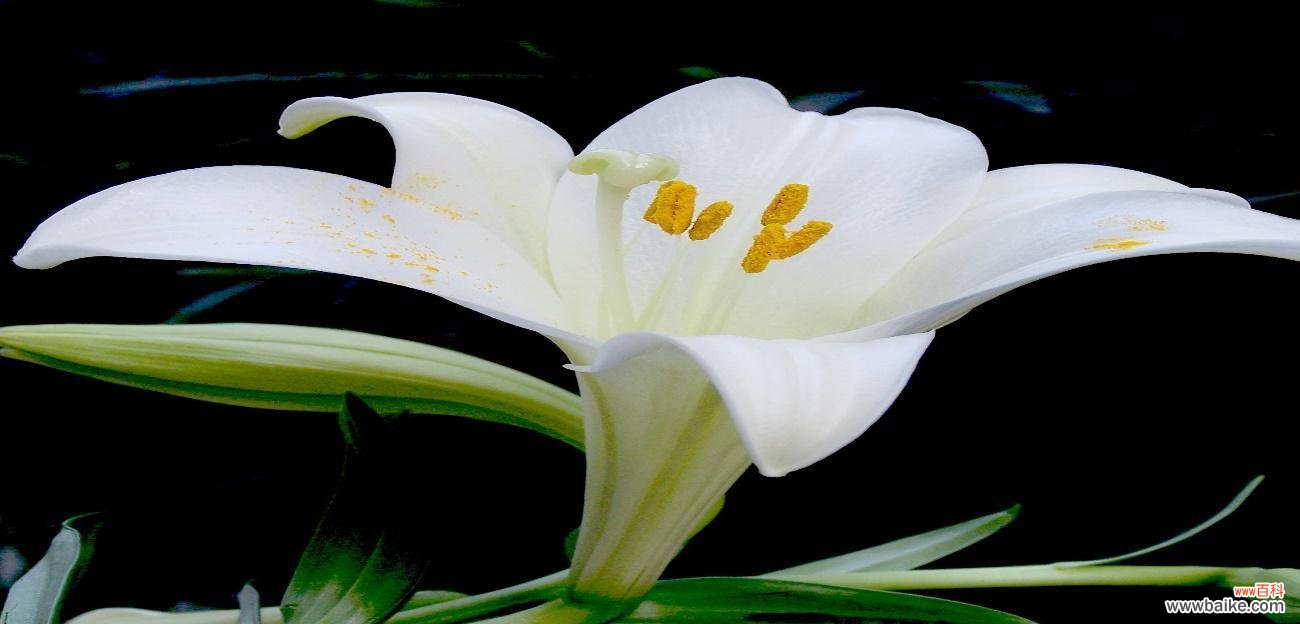 传递友谊的花朵 百合花