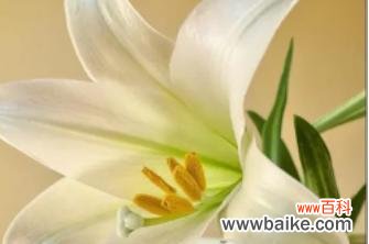 传递友谊的花朵 百合花