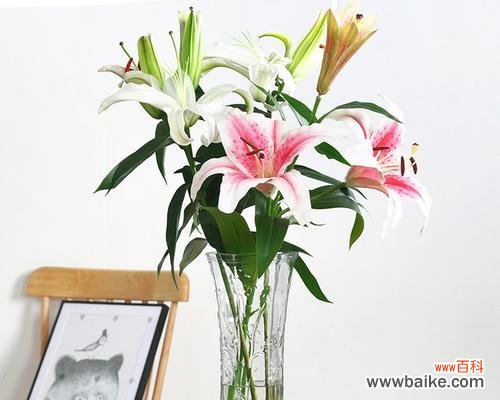 祥瑞与福气的结合 百合花与富贵竹的搭配意义