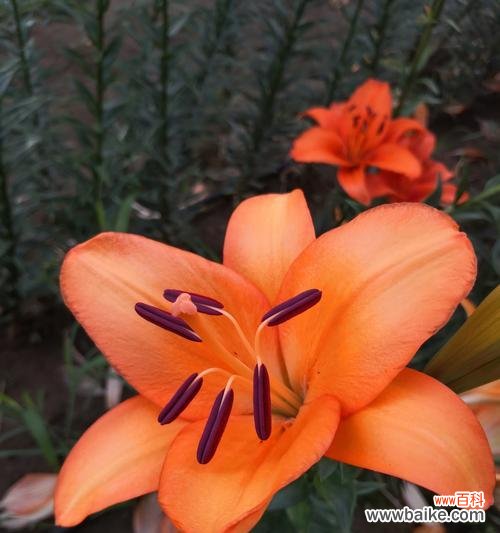 探寻橙色百合的情感寓意与象征意义 橙色百合花语的深刻内涵