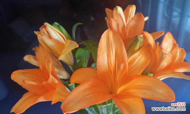探寻橙色百合的情感寓意与象征意义 橙色百合花语的深刻内涵