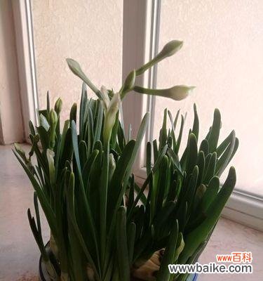 生命的真谛和成长的必经之路 以不水仙会死的意义及启示