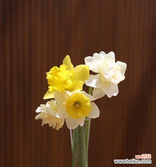 生命的真谛和成长的必经之路 以不水仙会死的意义及启示