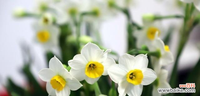 生命的真谛和成长的必经之路 以不水仙会死的意义及启示