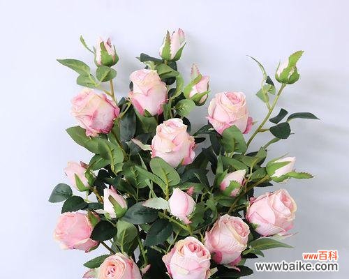 探寻单枝蓝玫瑰花所代表的情感与意义 单枝蓝玫瑰花的象征意义