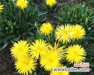 牵牛花的美丽与新生的象征 以牵牛花代表新生