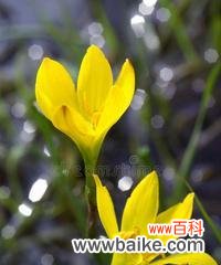 牵牛花的美丽与新生的象征 以牵牛花代表新生