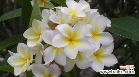 以花代表思念 花开相思,追忆心意