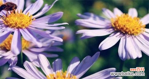 用花语传递爱意 思念之花-用百合花传达对爱人的深思念