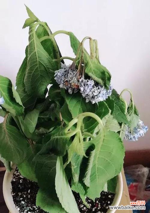 以红蔷薇为主题的花语表达死亡的深刻含义 花语与死亡