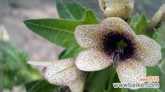 以红蔷薇为主题的花语表达死亡的深刻含义 花语与死亡