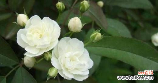 以白百合为代表的思念之花 用鲜花纪念逝去的亲人