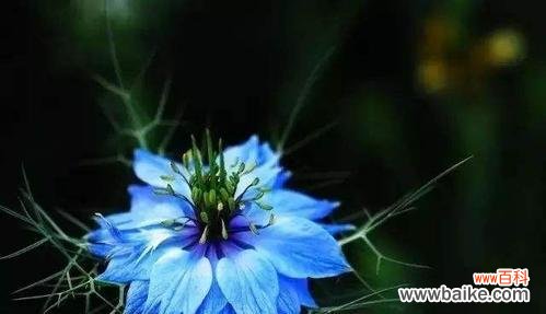 以白百合为代表的思念之花 用鲜花纪念逝去的亲人