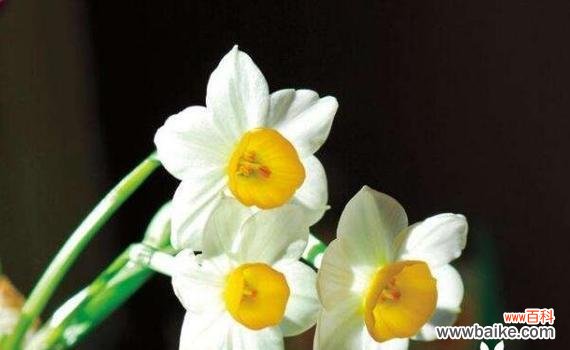 以玫瑰为媒介 凋零花海