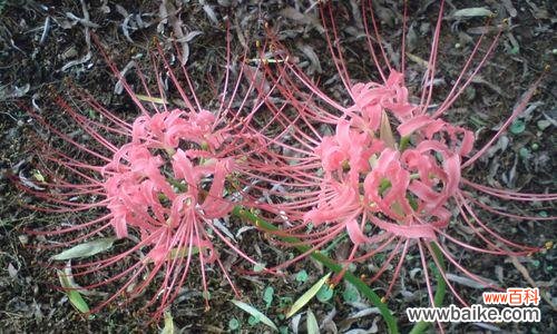 以什么花代表温柔 温柔之花