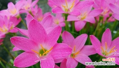 以什么花代表温柔 温柔之花