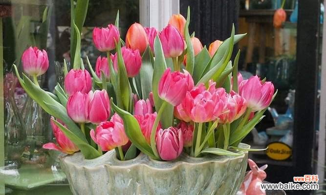 用花言表达深情 爱在花语间