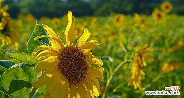 鲜花中的希望之光 用康乃馨代表希望