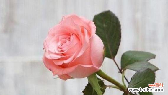 用花语表达绝望的爱情 以白百合代表心已死