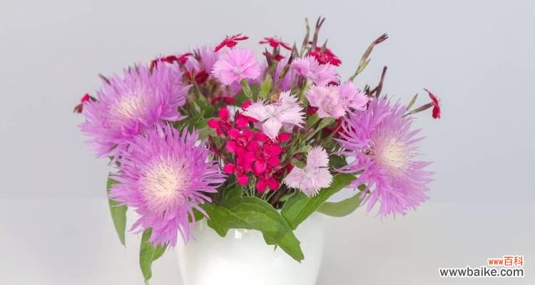 用花语表达绝望的爱情 以白百合代表心已死