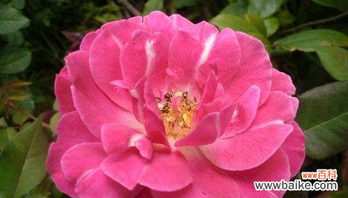 一朵花的愿望 花开幸福路