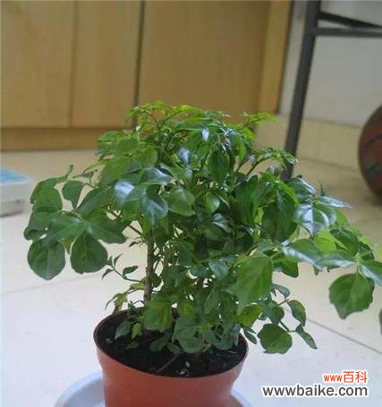 一朵花的愿望 花开幸福路