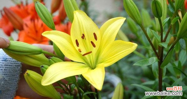 一朵花的愿望 花开幸福路