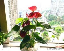 花开花落 幸运之花