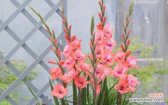 以菊花为象征 用菊花代表虚心