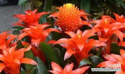 解密幸运花 幸运花